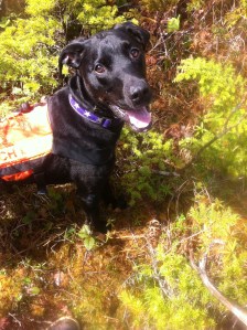 Levi returning to bark, his way of telling me he found our volunteer, who was hiding in the woods