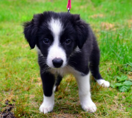 Edna on her second day home, getting ready to visit Ketchikan Daily News friends.