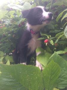 10592929_10202485671399299_2879073733640548648_n