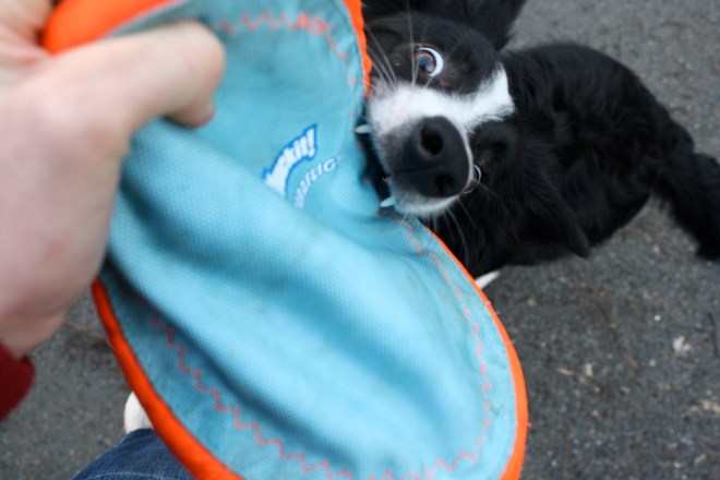 Volunteer's-eye-view of training a search dog!